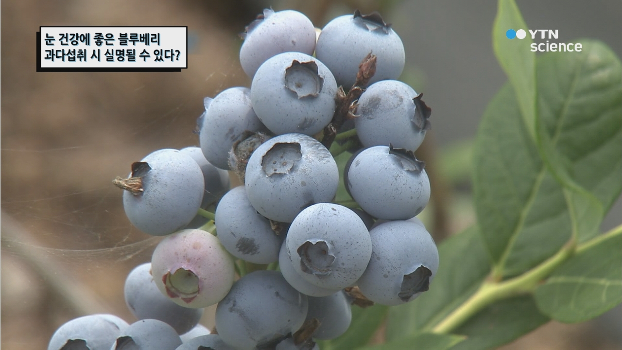 눈 건강에 좋은 블루베리 과다섭취 시 실명될 수 있다?
