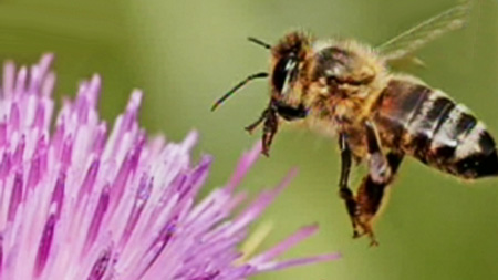 [숨은과학찾기] 꿀벌의 위대한 비행
