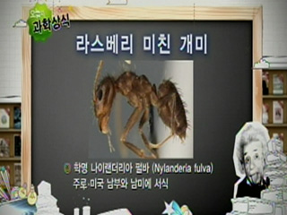 라스베리 미친 개미