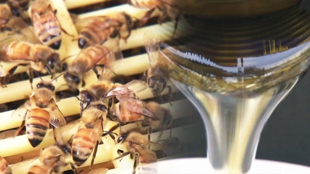 [YTN 사이언스] 꿀에는 유통기한이 없다? 