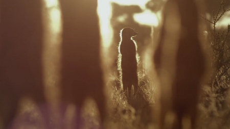 아름다운 지구의 24시간…영화 '지구: 놀라운 하루'