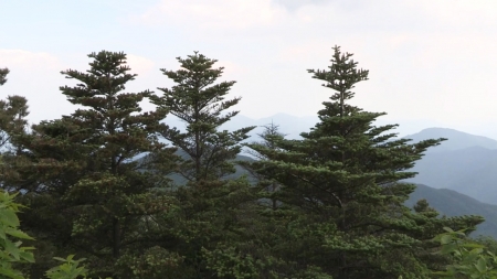 한라산 구상나무숲, 35그루로 대표유전자 확보 가능 이미지