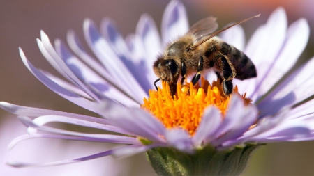 [날씨학개론] 멸종 위기 처한 꿀벌…인류 생존도 위태롭다