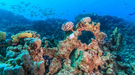 [날씨학개론] 열대 바다 속 사라지는 산호초…10년 뒤 멸종 위기