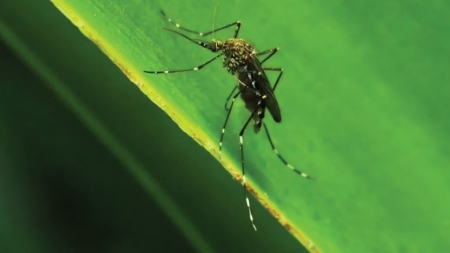 [사이언스 취재파일] 모기 박멸 실험 성공…감염병 감소 가능할까?