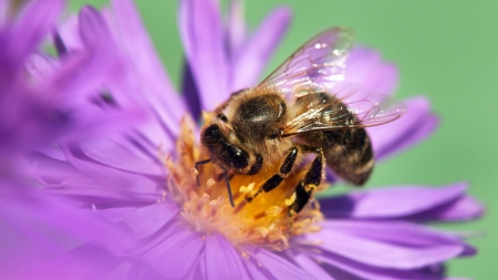 [궁금한 이야기] 꿀벌이 멸종하면 인류도 사라진다...? 정말 그럴까?