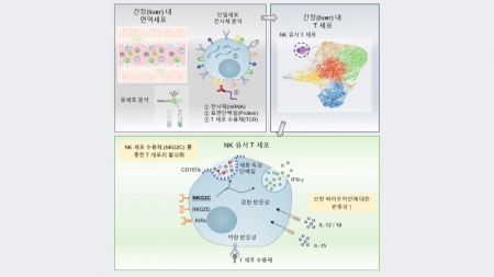 선천면역·적응 면역 특성 지닌 새 면역세포 발견