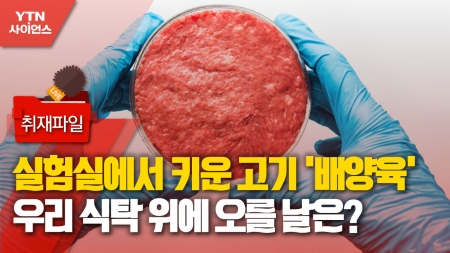 [사이언스 취재파일] 실험실에서 키운 고기 '배양육'…우리 식탁 위에 오를 날은?