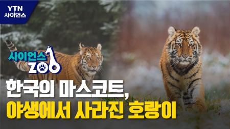 [사이언스 ZOO] 한국의 마스코트, 야생에서 사라진 호랑이