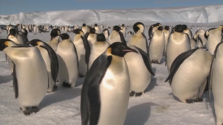 남극 황제펭귄 '재앙적 상황'...몽블랑 녹으며 곳곳 위험