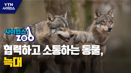 [사이언스ZOO] 협력하고 소통하는 동물, 늑대 