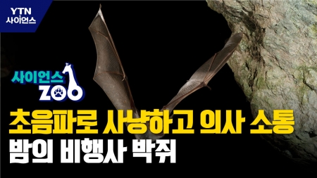 [사이언스ZOO] 초음파로 사냥하고 의사 소통…밤의 비행사 박쥐