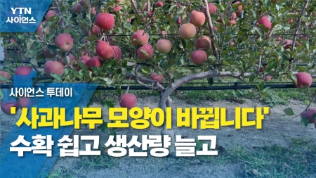 '사과나무 모양이 바뀝니다'...수확 쉽고 생산량 늘고