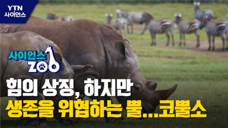 [사이언스ZOO] 힘의 상징, 하지만 생존을 위협하는 뿔…코뿔소