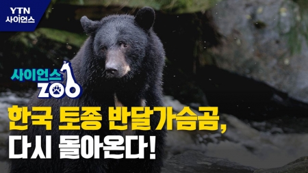 [사이언스ZOO] 한국 토종 반달가슴곰, 다시 돌아온다!