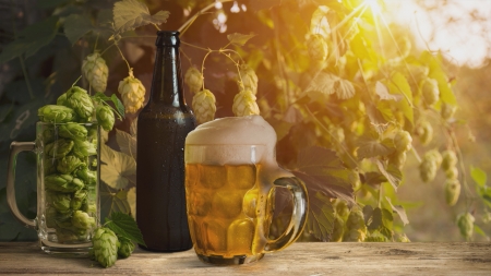 [날씨학개론] 최근 비싸진 맥주…가격 인상 주범은 기후변화