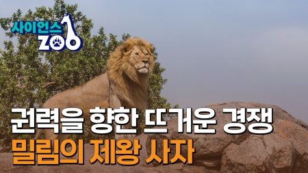 [사이언스ZOO] 권력을 향한 뜨거운 경쟁…밀림의 제왕 사자