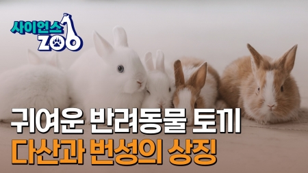 [사이언스ZOO] 귀여운 반려동물 토끼…다산과 번성의 상징