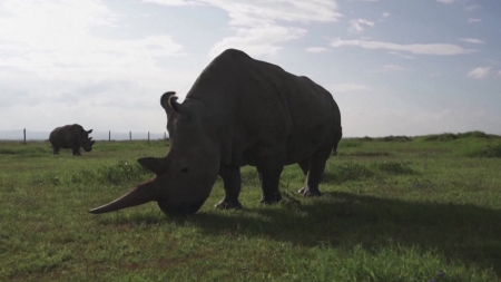 코뿔소 체외수정 세계 첫 성공…복원 가능성 열려