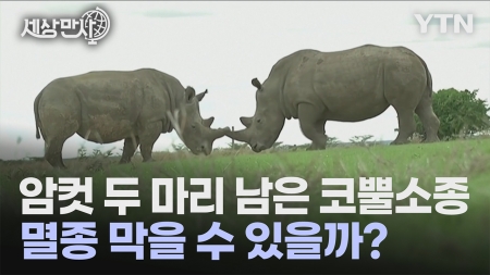 [세상만사] 암컷 두 마리 남은 코뿔소종 멸종 막을 수 있을까?