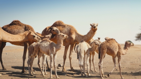 [사이언스ZOO] 극한의 사막을 건너는 배…낙타의 생존 전략