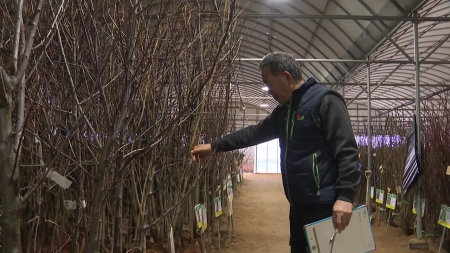 남도 봄 기운 완연...'나무시장'도 문 열어