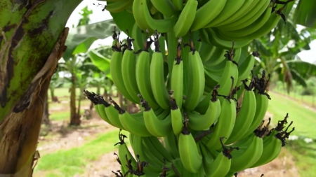 곰팡이병 이기는 바나나 개발...호주, 세계 첫 허가