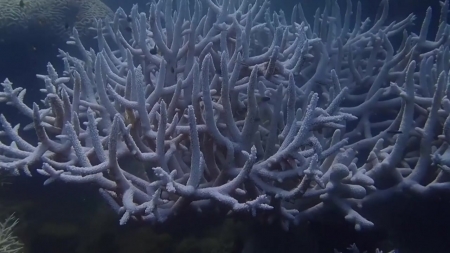 [과학 한스푼] 죽어가는 바다의 꽃 산호... 소리가 살려낸다!