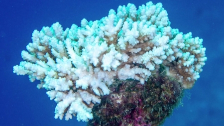 하얗게 질려가는 산호들..."전례 없는 폐사 위기"