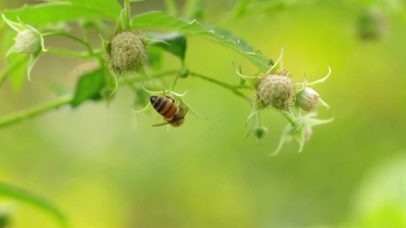 "꿀벌 사라지면 인간도 멸종"...'식량 안보·생태계' 위협 경고
