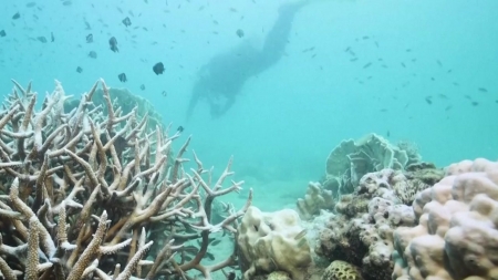 말레이시아 등 동남아 산호초 백화현상 '비상'