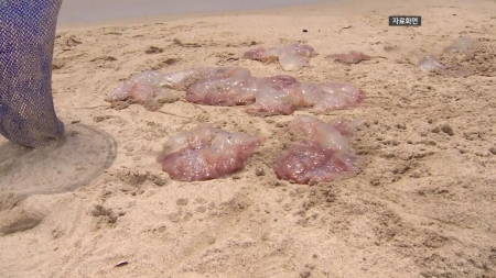 동해안 해수욕장 해파리 '비상'...사흘째 쏘임 사고