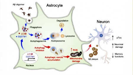 별 세포 자가 포식 작용으로 알츠하이머 치매 치료