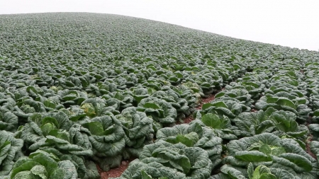 미생물 방제기술로 고랭지 배추 재배 '쑥쑥'