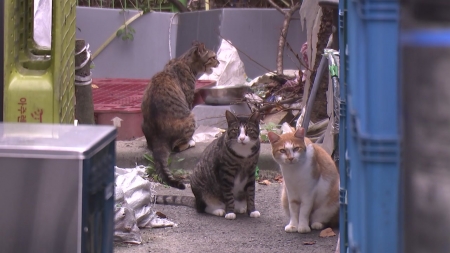 [단독] 길고양이 물어 죽이는데 방관?...경찰 "견주 조사할 것"