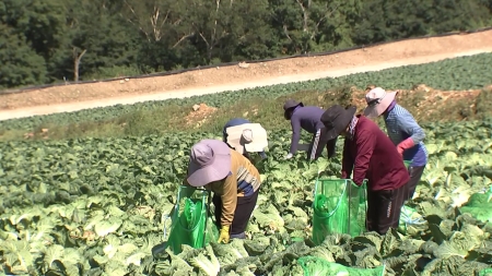 농식품부 "배추·무 공급확대...김장철 수급 차질 없을 것"