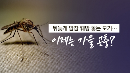 '뒷북' 가을모기의 기습...4년 전보다 2배 급증