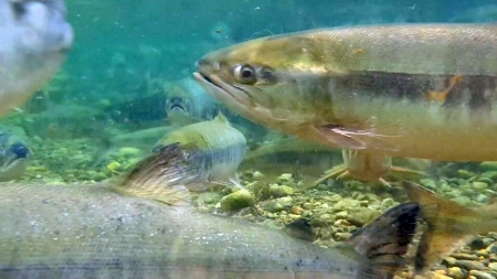 "반갑다, 연어야"...2만㎞ 대장정 끝에 돌아온 고향