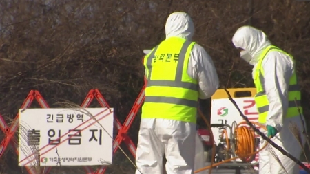 전남 영암 가금농장 고병원성 AI 확진...올해 네 번째