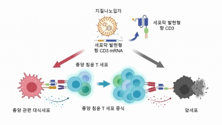 몸에서 직접 항암 면역세포 늘린다…새로운 암 치료제 개발