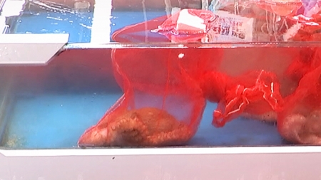 대문어 양식 길 열리나...국내 첫 1년 사육 성공