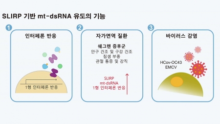면역 반응 조절 단백질 슬러프 발견…감염병·자가면역질환 치료 실마리