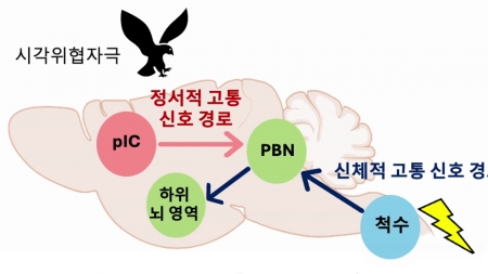 심리적 고통 기반 공포기억 조절하는 뇌 회로 규명