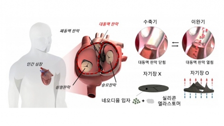 신생아의 빠른 심장박동 재현한 '심혈관 모사 장치' 개발