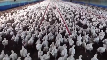 브라질 동물원 물새들도 떼죽음..."양계장 조류인플루엔자 관련 조사"
