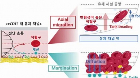인공혈전으로 혈액 속 세균 제거…체외 세균 정화 장치 개발