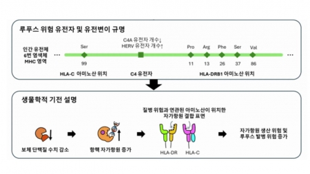 루푸스 위험인자 찾았다…한국인 면역유전자 분석도구 개발