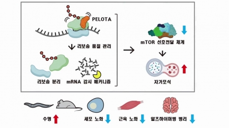 "노화 늦추고 장수 유도 '펠로타' 단백질 규명"