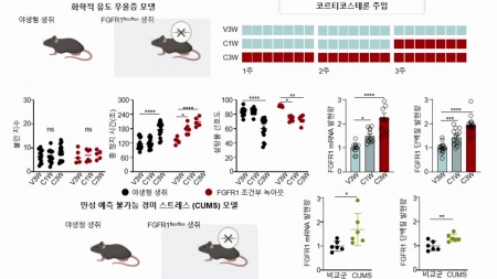환자 뇌 조직 분석해 우울증의 분자 기전 규명