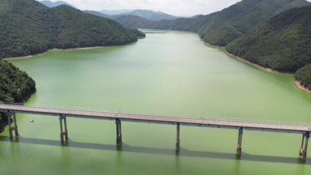충청 식수원 대청호 녹조...
